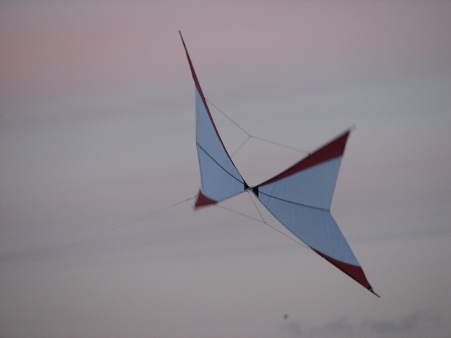 Papillon